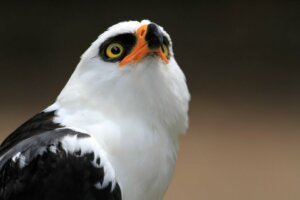 A águia-viúva: uma espécie da floresta tropical
