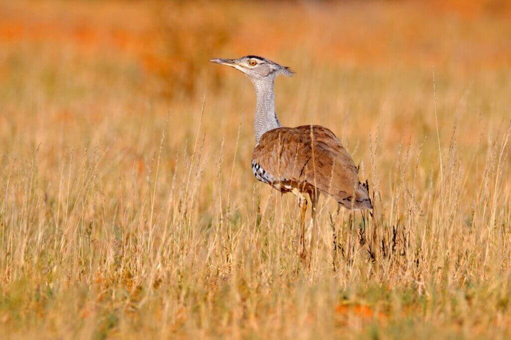 Abetarda-indiana: uma das maiores aves voadoras em perigo de extinção