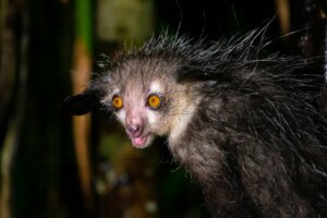 Os 5 animais mais feios do mundo