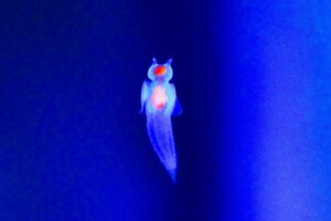 Anjo-do-mar: um espetacular habitante da Antártica