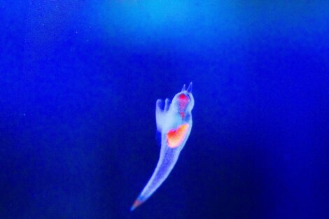 Um pequeno anjo-do-mar.