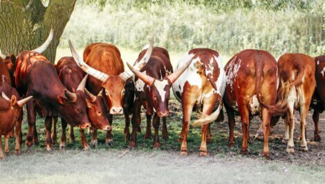Um grupo de Ankole-Watusi.