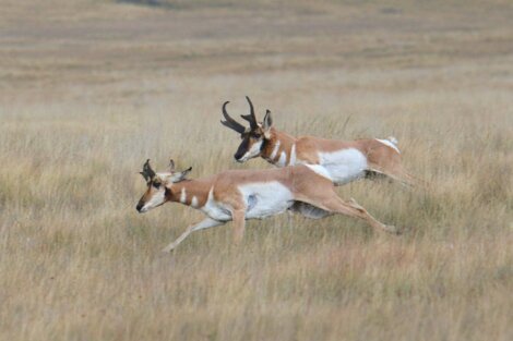O antilocapra é um dos mamíferos mais rápidos do mundo.