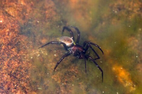 Um dos mecanismos de defesa em aranhas.