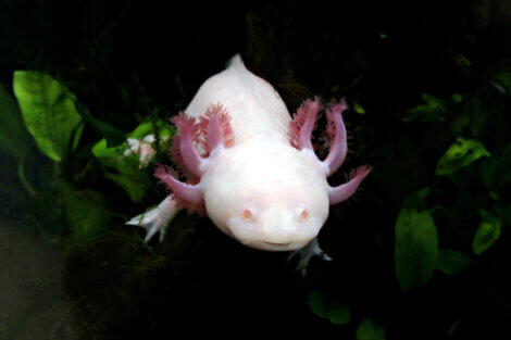 O axolote (Ambystoma mexicanum)