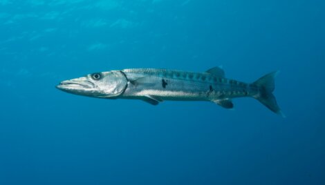 Uma barracuda no mar.