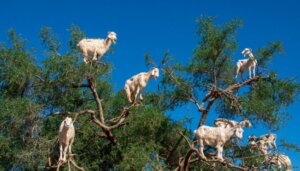 Por que as cabras sobem em árvores no Marrocos?