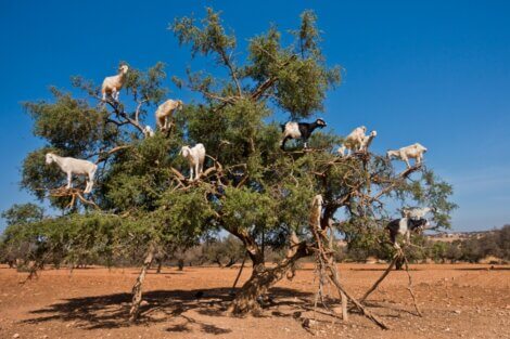 As cabras marroquinas sobem em árvores.