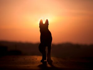 Como contar ao meu filho que seu animal de estimação morreu?