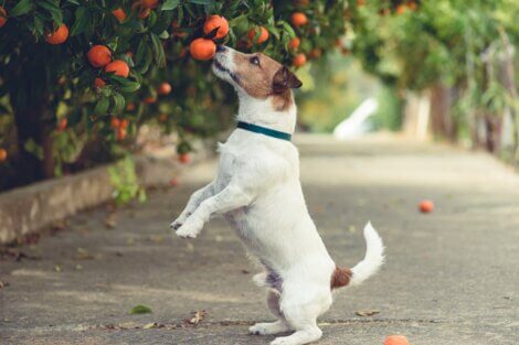 Um cão cheirando laranja no pé.