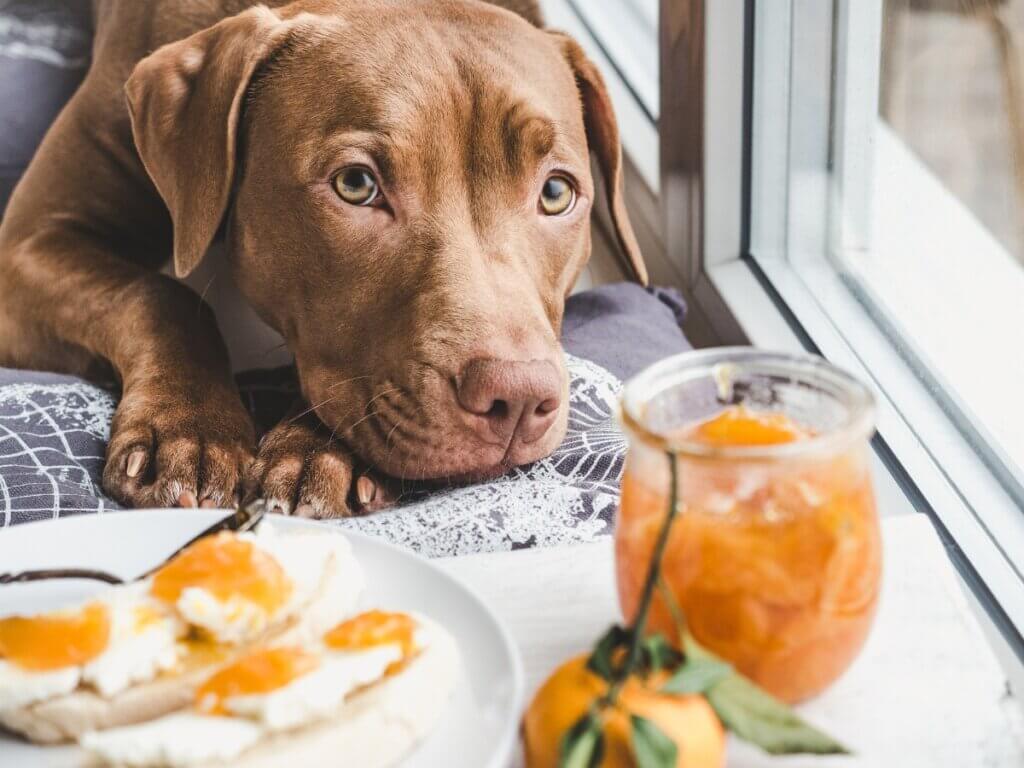 Os cães podem comer laranjas e tangerinas?