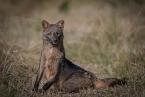Cachorro-do-mato: características, distribuição e alimentação