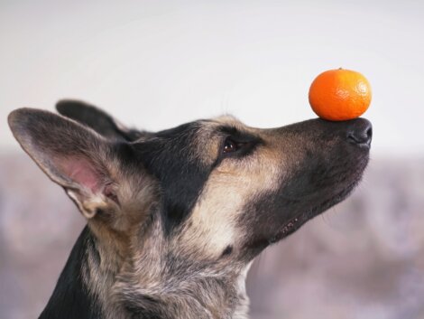 Um cachorro equilibrando uma laranja.
