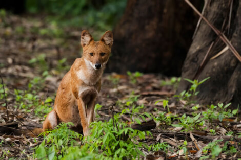 Os cães selvagens são animais adorados pelos indígenas.