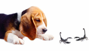 Do que os cães têm medo?