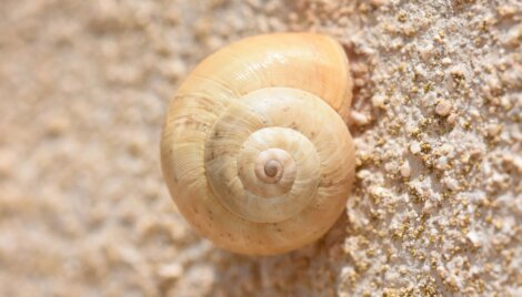 Um dos tipos de caramujos: Iberus gualtieranus