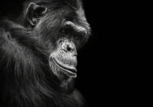 Por que os animais ficam deprimidos?