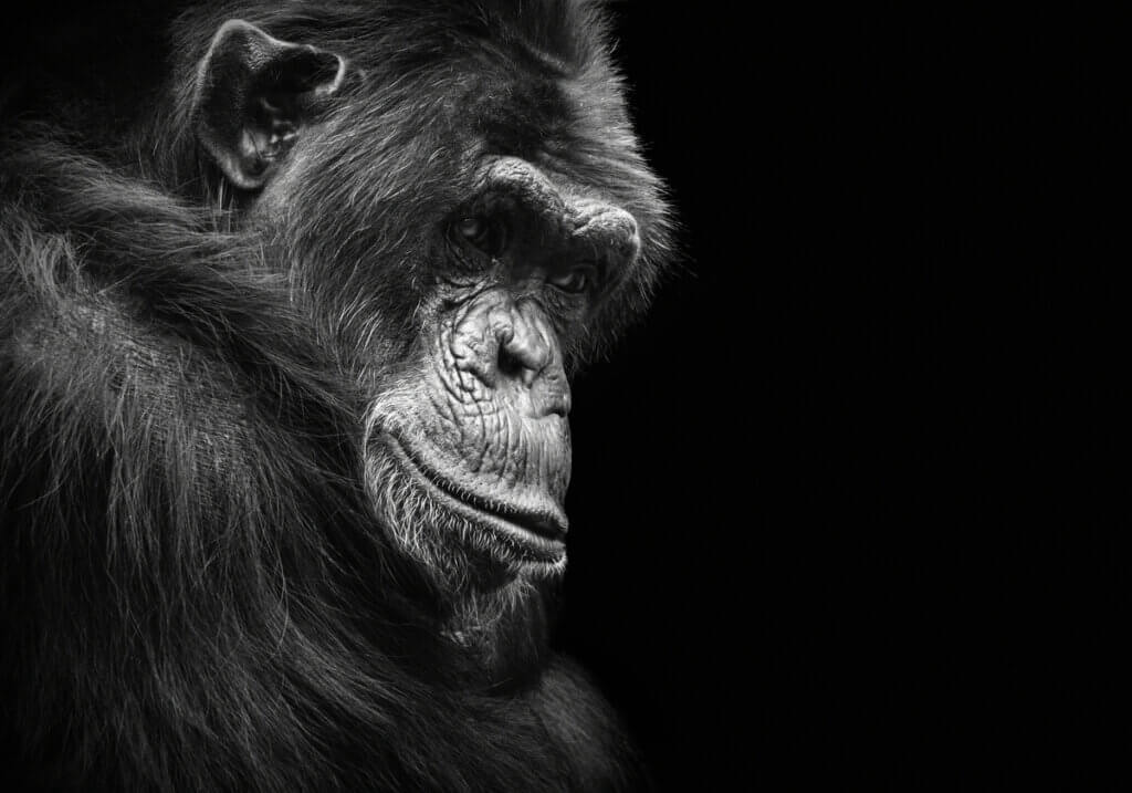 Por que os animais ficam deprimidos?