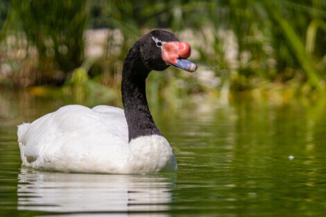 O cisne-de-pescoço-preto é um dos melhores pais do reino animal.