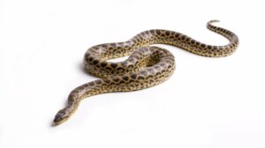 4 espécies de sucuri