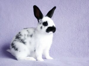 Coelho borboleta: cuidados, comportamento e alimentação