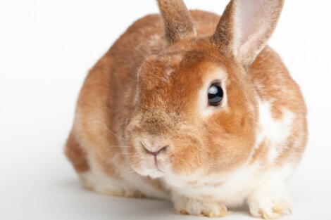 Um coelho rex marrom.