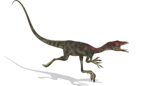 Um Compsognathus em fundo branco.