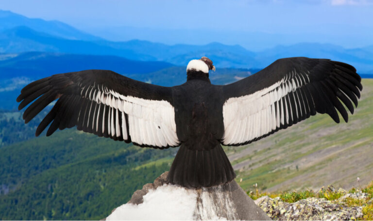 Argentavis magnificens: a maior ave do mundo