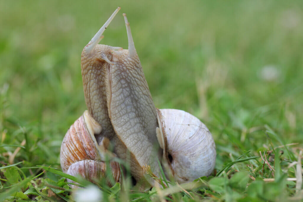 9 tipos de caramujos