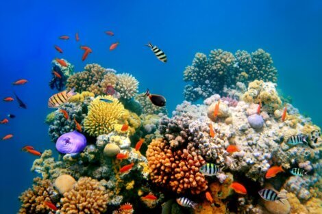 Um exemplo de um tipo de recife de coral.