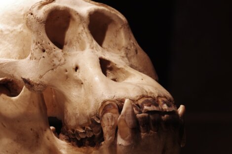Um dos maiores animais foi o Gigantopithecus blacki.