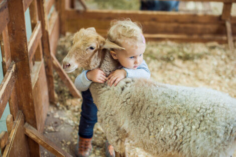 Criança abraçando uma ovelha.
