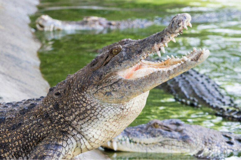 6 curiosidades sobre os crocodilos