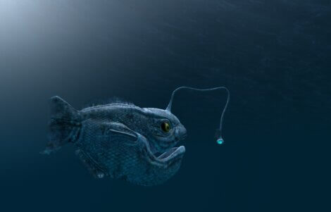 Os peixes do fundo do mar têm formas muito estranhas.