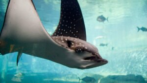 Tubarão-águia: um fóssil de 93 milhões de anos