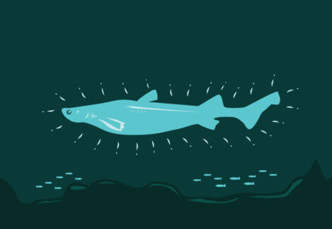 O desenho de um tubarão luminoso.