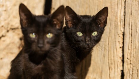 Gatos pretos que parecem gêmeos.