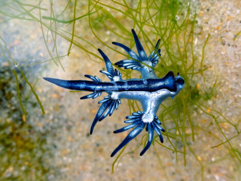 O dragão-azul (Glaucus atlanticus)