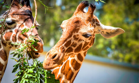 Curiosidades sobre os mamíferos: o pescoço das girafas.