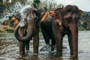 Elefante-asiático: características, distribuição e alimentação