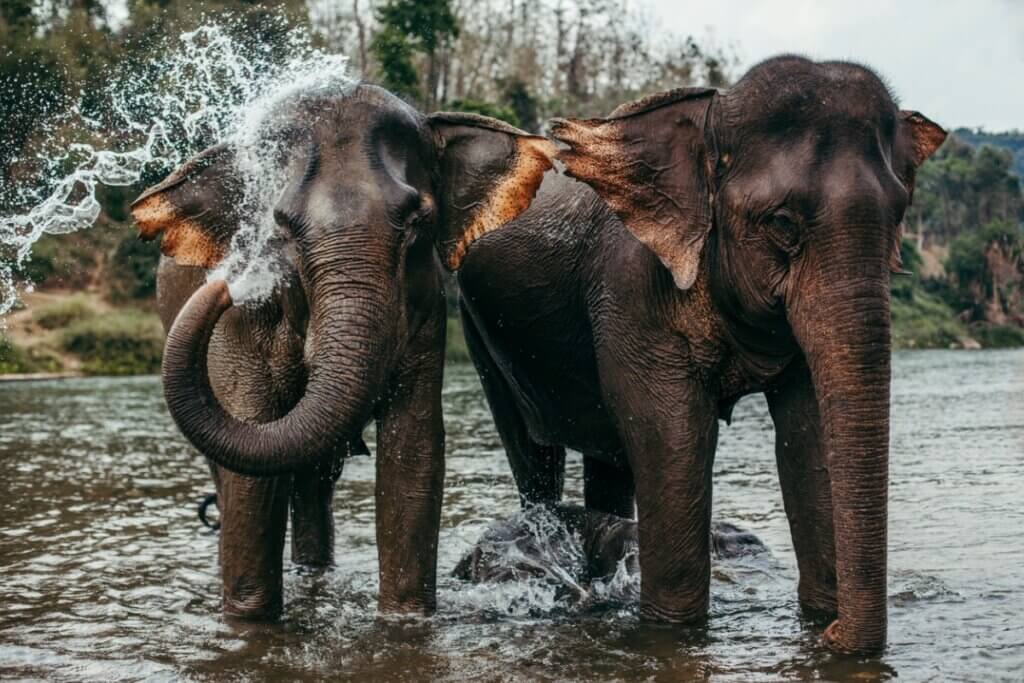 Elefante-asiático: características, distribuição e alimentação