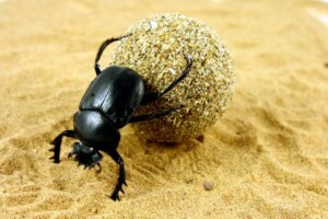 O escaravelho egípcio: um amuleto de vida e poder