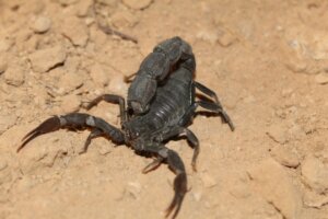 O escorpião Androctonus bicolor: habitat e características