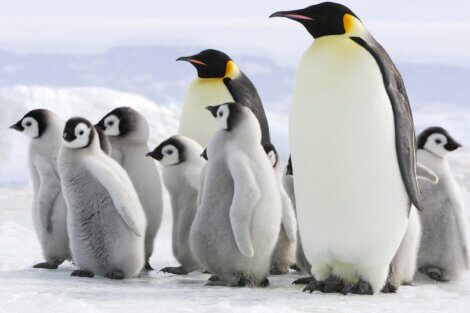 Os pinguins são os melhores pais do reino animal.