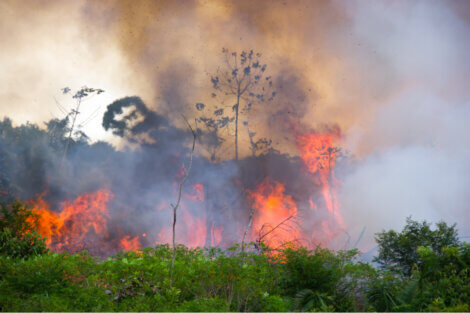 Uma floresta em chamas de um incêndio.