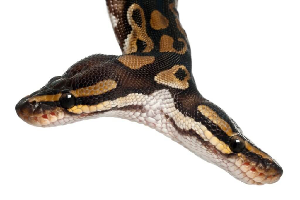 Curiosidades sobre as cobras de duas cabeças
