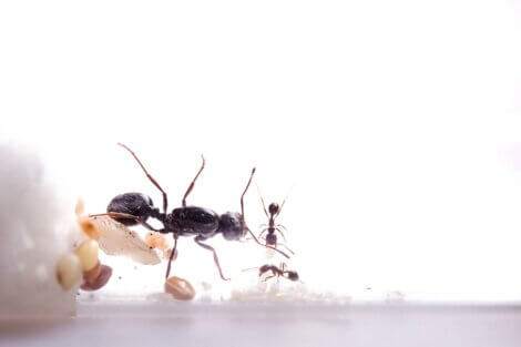 As formigas se comunicam.