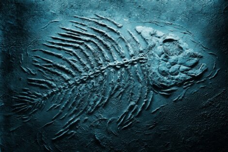 Um fóssil azul de um peixe.