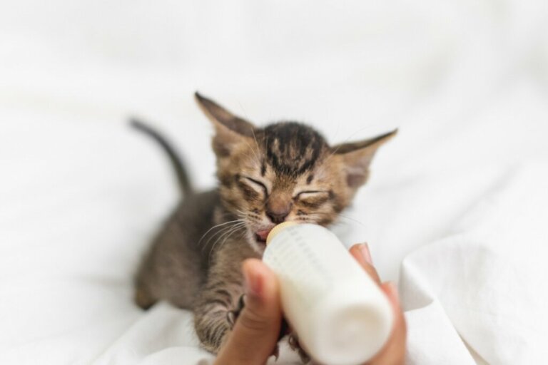 Como alimentar um gato recém-nascido?