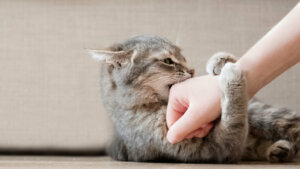 Como ser bom amigo de um gato?
